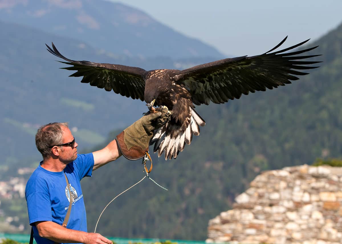 EuropaeischerSeeadler_Ikarus-8