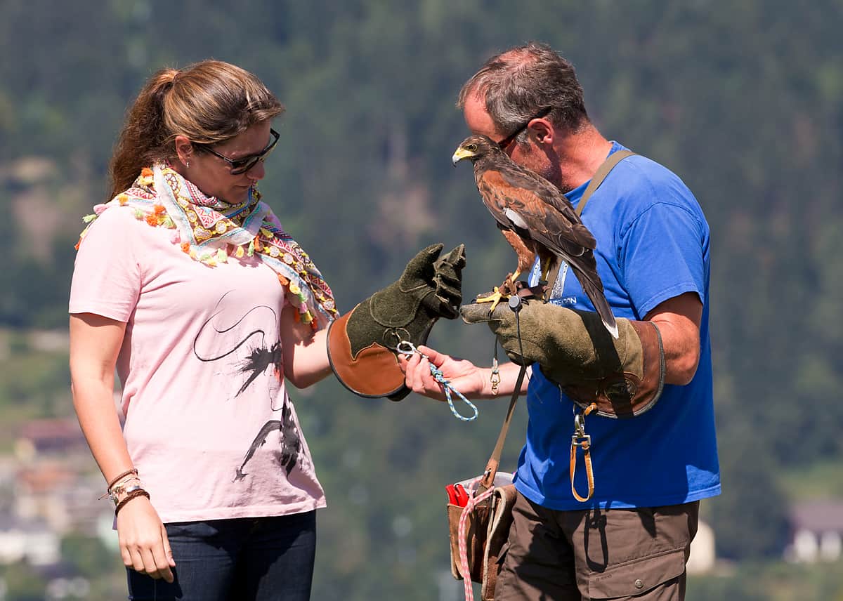 Gomez_HarrisHawk_NinaKrasny-2