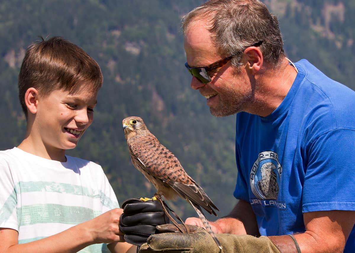 Turmfalke_Kira_KindRaphael