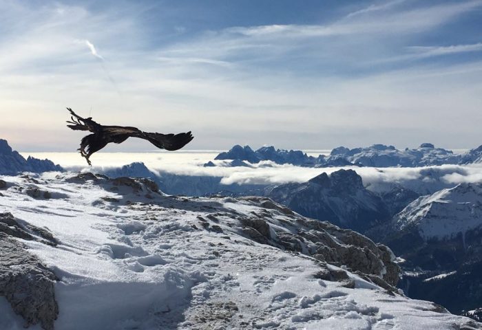 Adlerarena Steinadler bei Filmdreh für National Geographic Alpen Doku