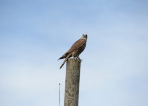 Falke bei Greifvogelschau in Adlerwarte Landskron - Österreich